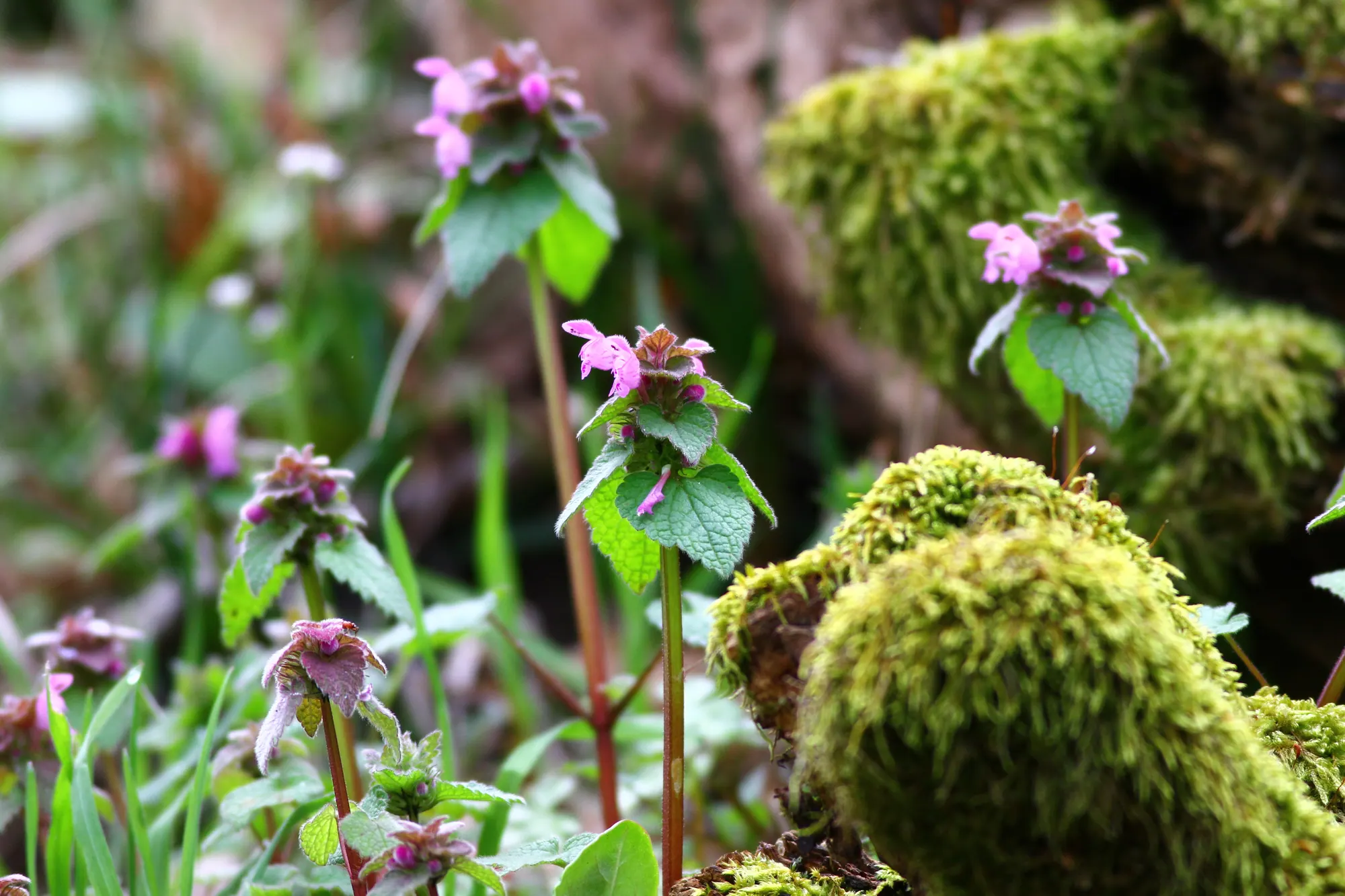 Habitat ve flora-fauna gözlemi — Kara Biyoçeşitliliği saha çalışması