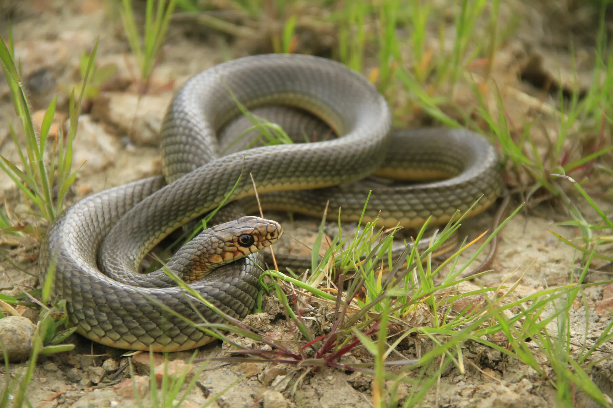 Sürüngen (herpetofauna) izleme — Kara Biyoçeşitliliği saha çalışması